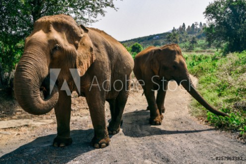 Picture of Elephants on Dirt Road Near Chiang Mai Thailand